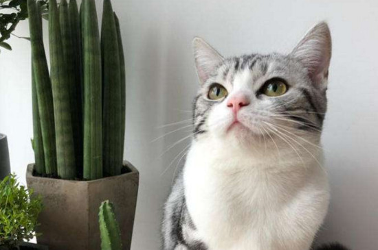 猫的肚子有气泡响声