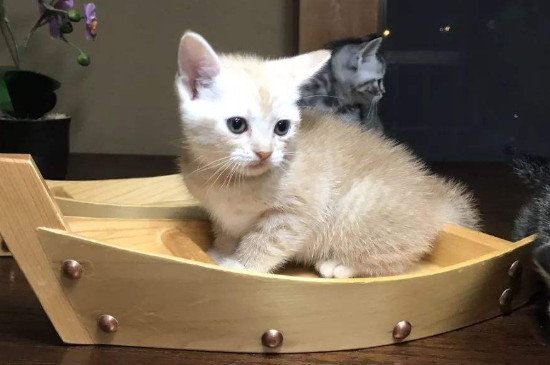 猫咪多大可以洗澡