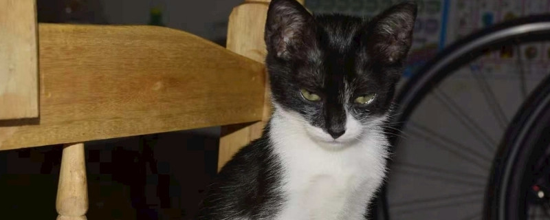 猫到新环境怎么安抚