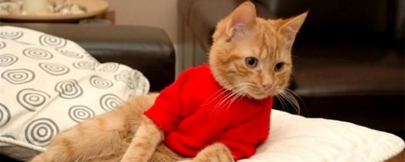 小猫亲近你的表现