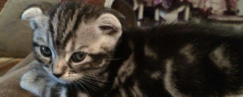 四个月猫咪早熟怎么办