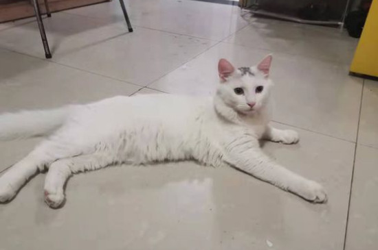 狮子猫的毛几个月开始变长