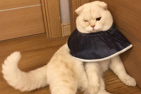 猫夜里一个人会孤独吗