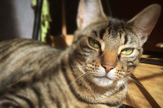 小猫后腿无力走路不稳