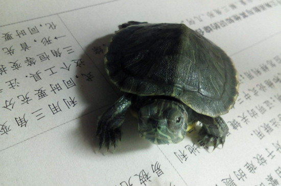 乌龟生气的表现是什么