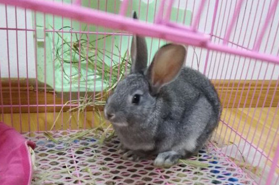 家里养兔子的危害