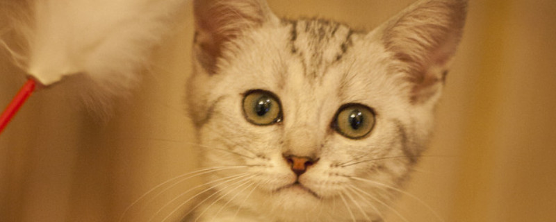 新猫回家笼养多久