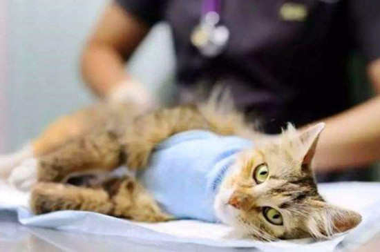 如何抑制母猫发情