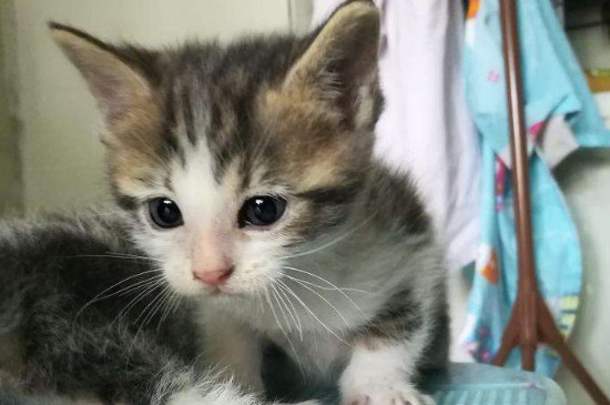 小土猫为什么那么野，土猫生性独立且精力旺盛