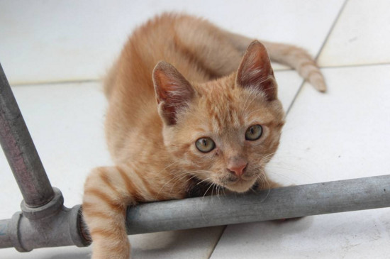 两个月的小土猫吃什么