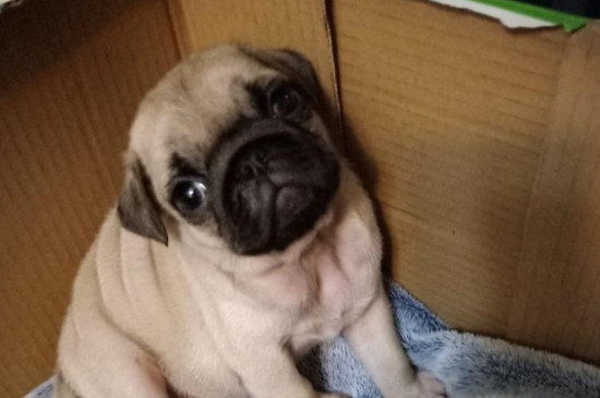 巴哥犬除臭法