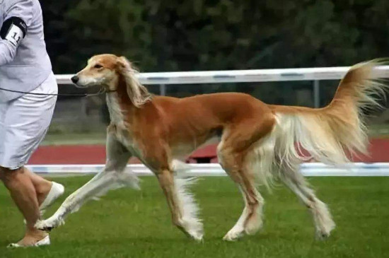 世界优秀猎犬十大排名