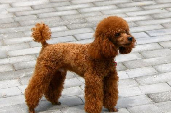 贵宾犬寿命死前症状