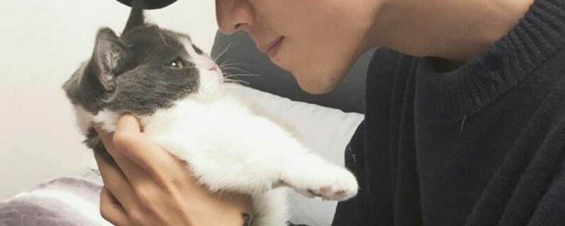 肖战养的猫是什么品种
