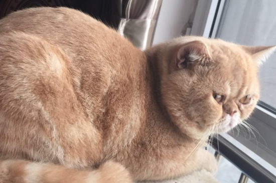 闹猫期间可以做绝育吗