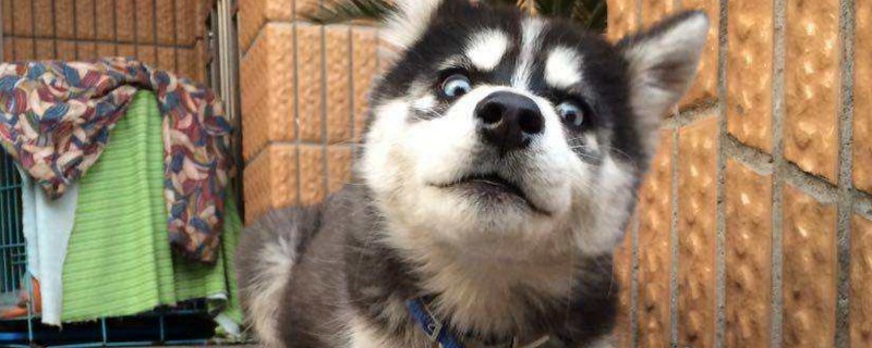 适合家养的中型犬