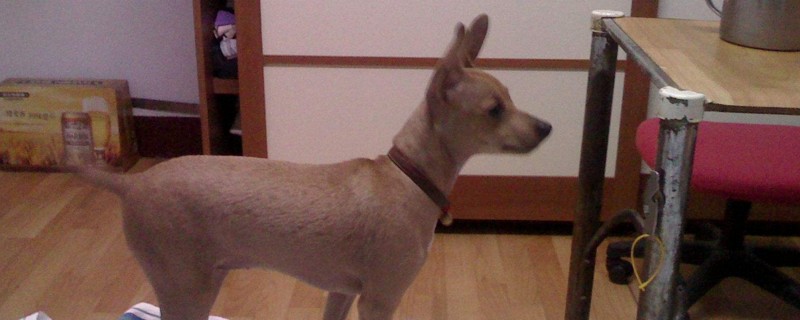 鹿犬咬人吗