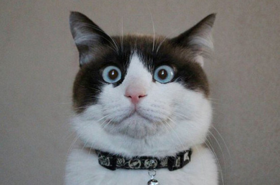 猫头上长了个软的鼓包