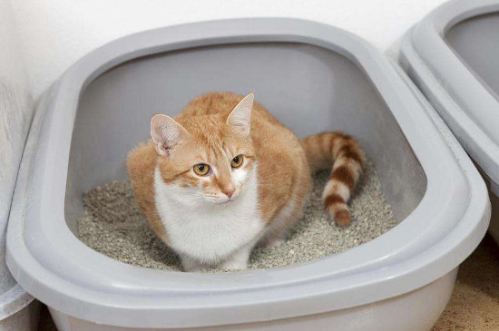 猫砂盆多久清理一次