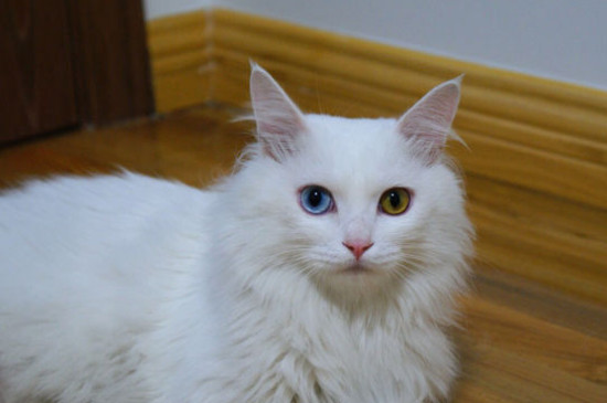 狮子猫的毛几个月开始变长