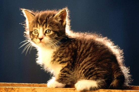 猫耳朵里有白色虫子