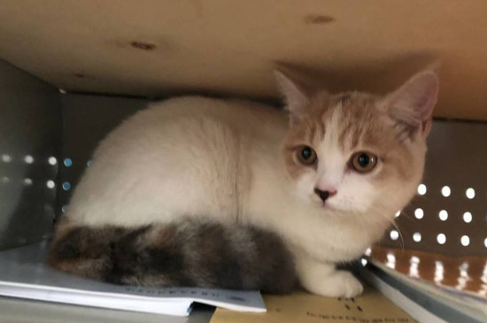买七八个月的猫坏处