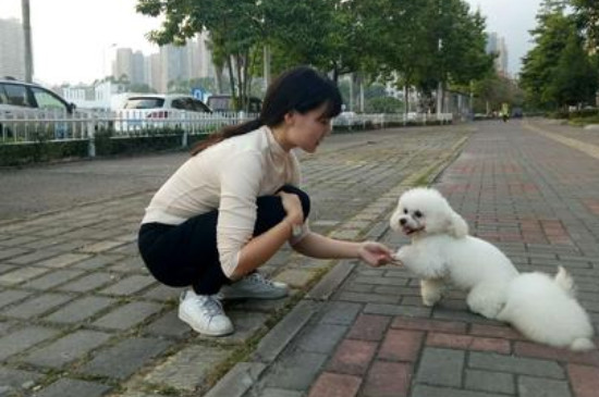 如何训练狗狗握手