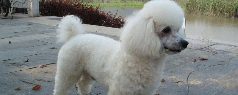 贵宾犬只认一个主人吗