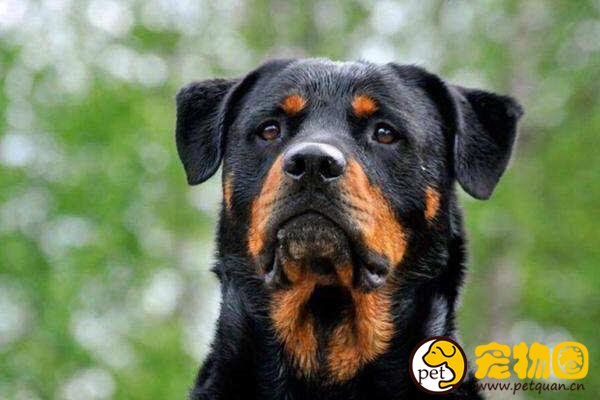罗威纳犬容易训练吗，不适合新手饲养的猛犬