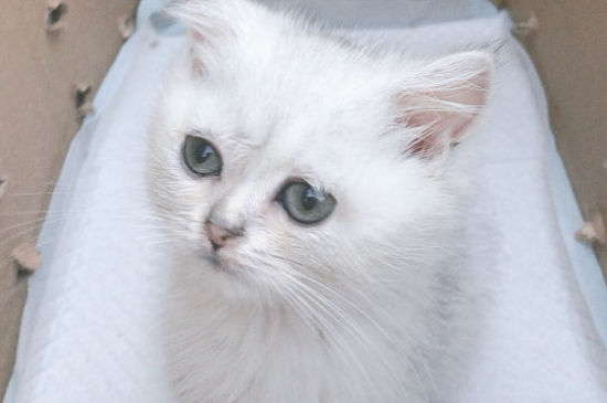 猫吐红色液体跟血似的