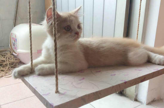 猫咪爱扑腿咬人