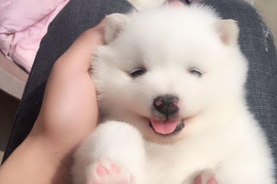 狗狗身上有皮屑和结痂