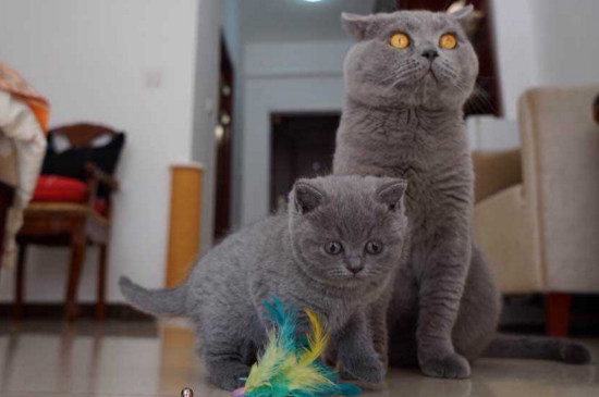 大猫咬新来的小猫后颈