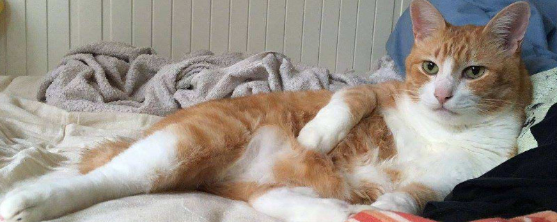 猫生产前的姿势