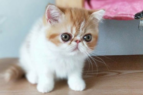 加菲猫口臭怎么办
