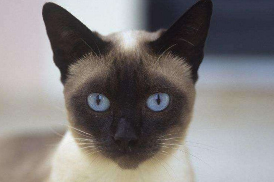 猫的心脏在哪个位置