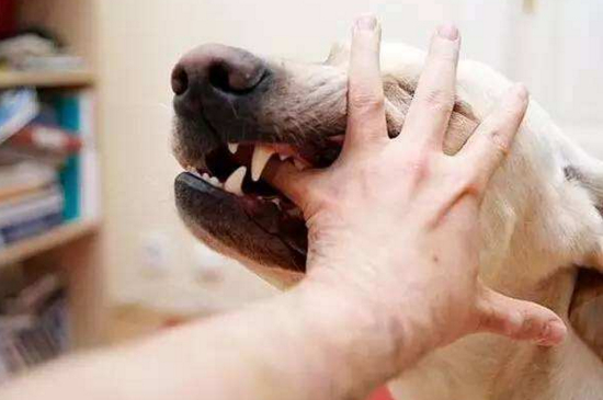 狗是怎么得狂犬病的，狗得狂犬病是由患病动物传染的