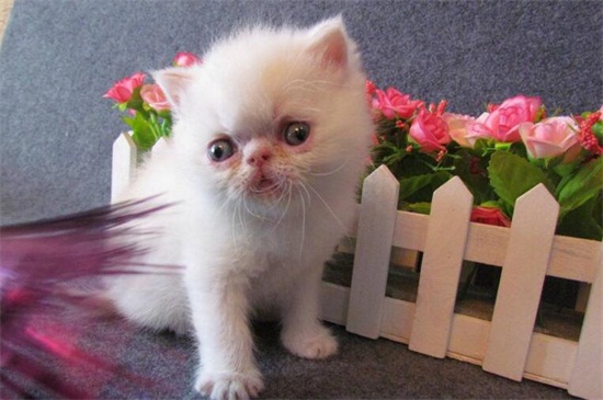 加菲猫怎么表达爱主人