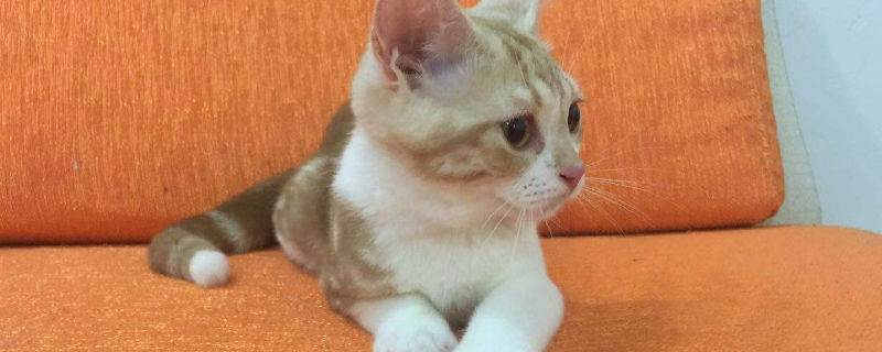 美短体重年龄对照表