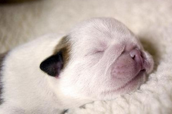 幼犬老是叫