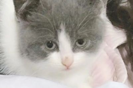 母猫绝育后护理