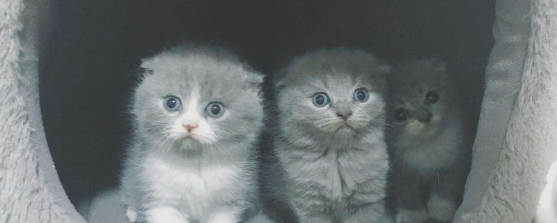 小奶猫怎么看折耳