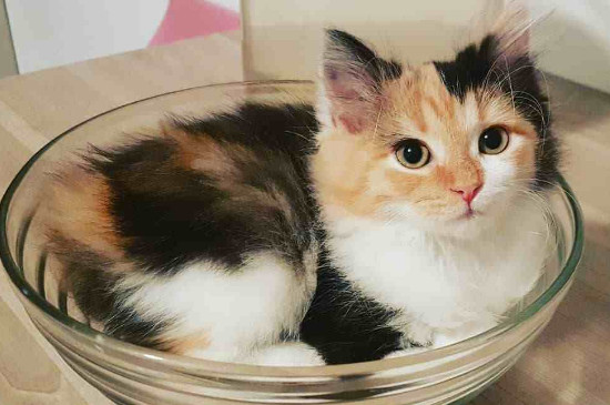 小猫太黏人一走开就叫，猫咪看见主人离开就叫怎么办