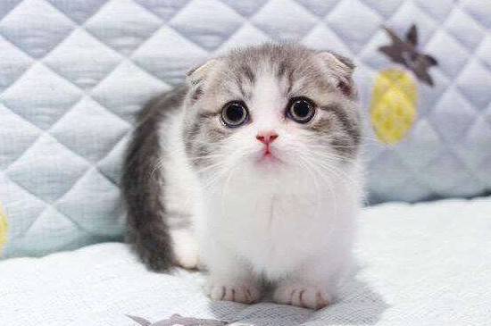 猫的脚掌下面有什么