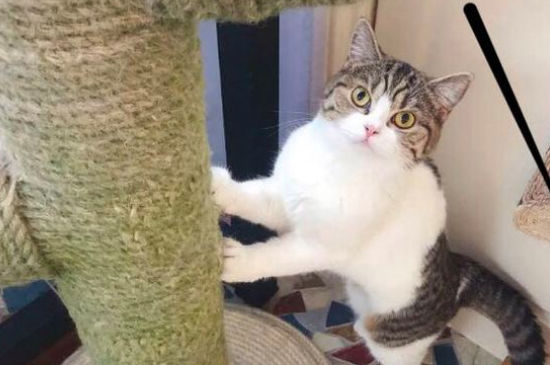 猫猫讨厌一个人的表现