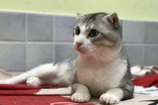 半折耳猫咪会发病吗
