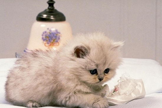 猫一直吐猫粮