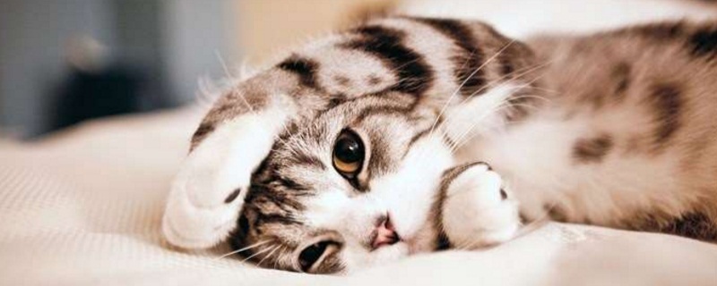 猫两天没有大便