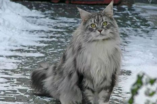 香水对猫有坏处吗