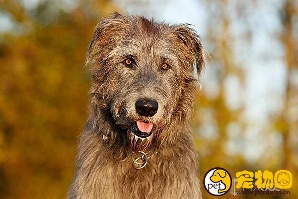 爱尔兰猎狼犬十分高大，能独自驱赶并击败野狼